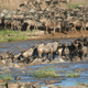 Wildebeest attempting a river crossing, with some animals literally on the backs of their herdmates. (Image: Stefan Swanepoel)